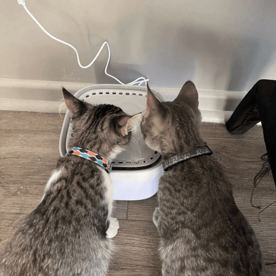 Pure Water, Happy Cats—Every Sip Counts!